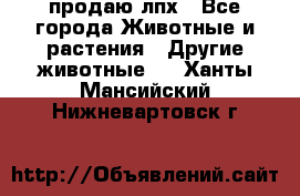 продаю лпх - Все города Животные и растения » Другие животные   . Ханты-Мансийский,Нижневартовск г.